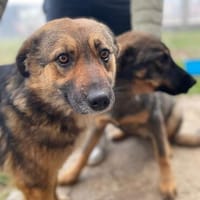 Menschenbezogene Emma, Hündin zur Adoption