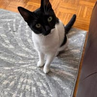 Marta W ~2 Jahre entdeckt das kuscheln für sich, Katze zur Adoption