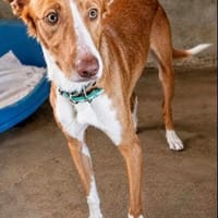 sanfter Hercules, ca. 57 cm hoch, Hund zur Adoption
