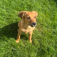 Ida ein tolles Mädchen, Hündin zur Adoption
