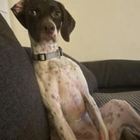 Lottie - Wirbelwind sucht Neustart, Hündin zur Adoption