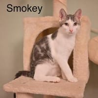 Vermittlungshilfe Kitten, Kater zur Adoption