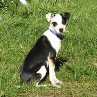 Bandita - Familienanschluss gesucht, Hündin zur Adoption