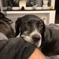 Jacomo, Hund zur Adoption