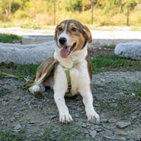 Monky wünscht sich endlich ein zu Hause ...., Hund zur Adoption