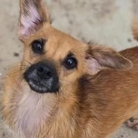 Livi, unsere fröhliche wilde Hummel, Hündin zur Adoption