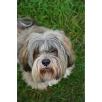 Frodo - wartet in 99310 Arnstadt, Hund zur Adoption