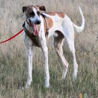 Traumhund Dante sucht neues Zuhause, Hund zur Adoption
