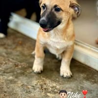 Nike  kleiner Bub mit ganz viel Herz, Hund zur Adoption