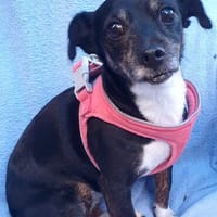 LUA- TREU,ANHÄNGLICH,ZAUBERHAFT, Hündin zur Adoption