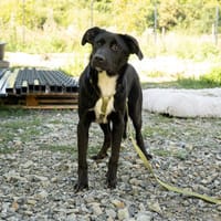 Elmo  unser liebenswerter Jungspund sucht seine Menschen, Hund zur Adoption