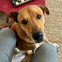 Huesos, menschenbezogen, neugierig, freundlich, Hund zur Adoption