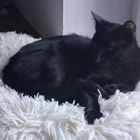 Ales  schwarzes Kitten sucht liebevolles Zuhause, Kater zur Adoption