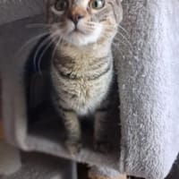 Nevers  getigertes Kitten sucht liebevolles Zuhause, Kater zur Adoption