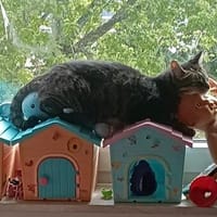 Honey W ~6jahre, Katze zur Adoption