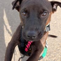 Liem -Kleiner Schatz mit großem Wunsch nach einem Zuhause, Hund zur Adoption