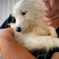 Nici  ein zartes kleines Mäuschen, Hündin zur Adoption