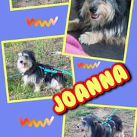 hübsche Joanna auf PS in 91278, Hündin zur Adoption