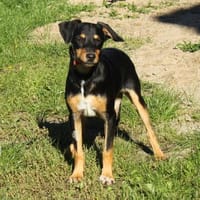 Keks - wo darf ich Zuhause sein?, Hund zur Adoption