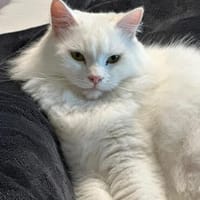 Peppy sucht ein neues Zuhause, Katze zur Adoption