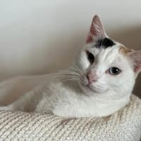 Lany sucht ein neues Zuhause, Katze zur Adoption