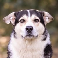 Pelle, verspielt, menschenbezogen und einfach liebenswert, Hund zur Adoption