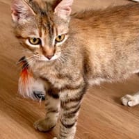 Rubi  verschmustes Kitten sucht Zuhause, Katze zur Adoption