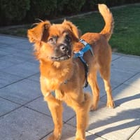 Ayla sucht ihre Familie ❤, Hündin zur Adoption