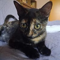 Vichy  buntes Kitten sucht liebevolles Zuhause, Katze zur Adoption