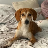 Storm sucht sein Für-Immer-Zuhause!, Hund zur Adoption