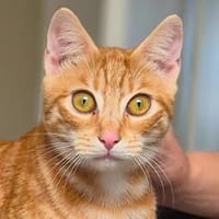 Arancino..., Kater zur Adoption