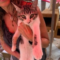 Süße Katzengeschwister Mia und Momo, Kater zur Adoption