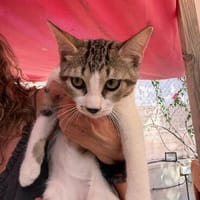 Süße Katzengeschwister Malu & Merlin, Kater zur Adoption