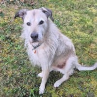 Sensibler Lindon sucht neues Zuhause, Hund zur Adoption