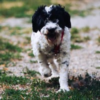 Keno ist ein Traumhund durch und durch!, Hund zur Adoption