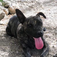 Catalina, Hündin zur Adoption