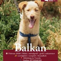 Balkan, Hund zur Adoption