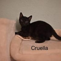 Vermittlungshilfe Kitten, Kater zur Adoption