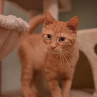 Vermittlungshilfe Kitten, Kater zur Adoption