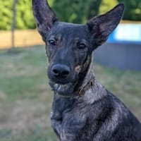 WENDY - neugierige, sensible Junghündin, Hündin zur Adoption