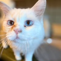 Snowy sucht ein liebevolles Zuahuse, Katze zur Adoption