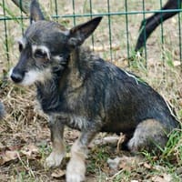Mila, zutraulich, offen, freundlich, Hündin zur Adoption