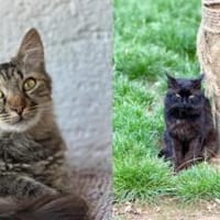 Yuki & Kuzya suchen liebevolles Zuhause, Kater zur Adoption