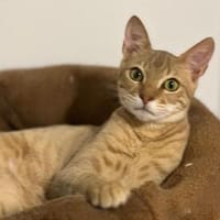 Simba sucht liebevolles Zuhause, Kater zur Adoption