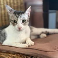 Pan sucht liebevolles Zuhause, Kater zur Adoption