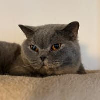 Barcadi sucht liebevolles Zuhause, Katze zur Adoption