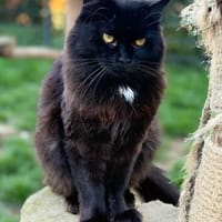 Dorofei sucht liebevolles Zuhause, Kater zur Adoption