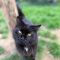 Dorofei sucht ein liebevolles Zuhause, Kater zur Adoption