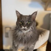 Miesi sucht ein neues Zuhause, Katze zur Adoption