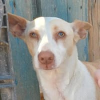 Yakira1 sucht ein Zuhause - NEUIGKEITEN!!!!!, Hündin zur Adoption
